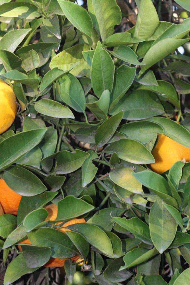            Sun leaves (Jaffa, Riverside, CA)   